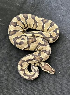 Royal Ball Python