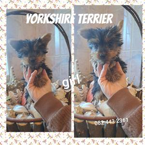 Yorkshire terrier pups
