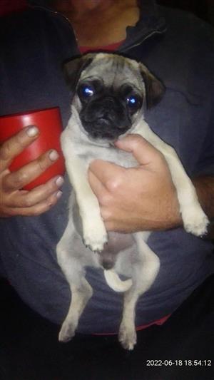 Beautiful pug puppies for sale 