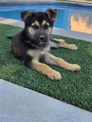 German shepherd puppy