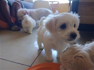 Maltese puppies 