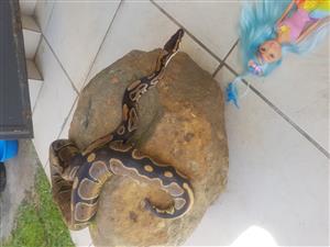 Baby Ball python for sale,comes with cage. Germiston 
