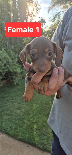 Miniature dachshund puppy for sale