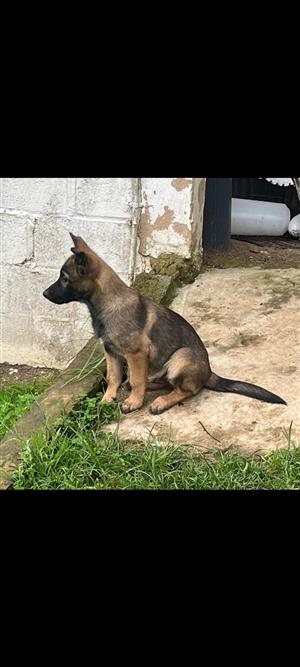Belgium Malinois puppies
