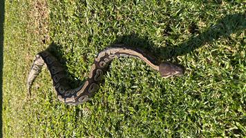 Ball Python Mojava