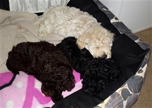 Miniature French Poodle Puppies for sale
