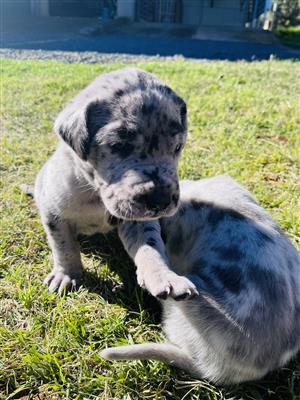 Great Dane Puppies
