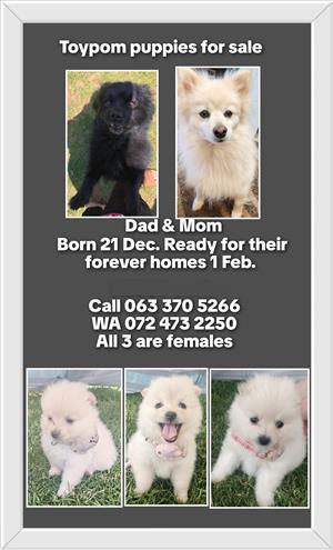 Toypom puppies for sale 