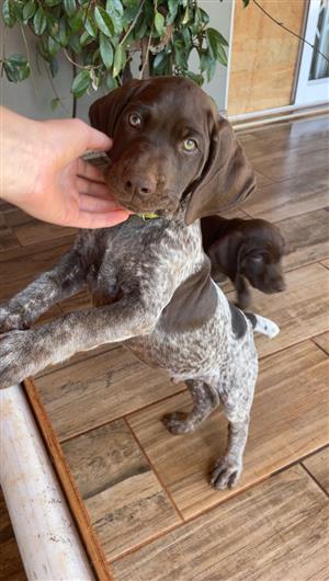 German Shorthaired Pointer Puppies