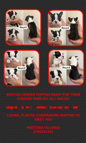 Boston Terrier pups