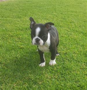 Boston  Terrier pups for sale 