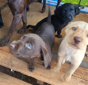 Labrador puppies