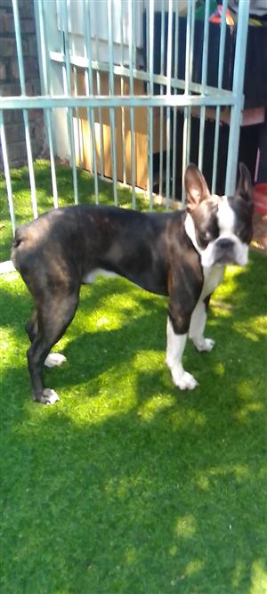 Boston terrier