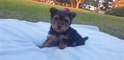 Yorkshire terrier puppies ready for sale