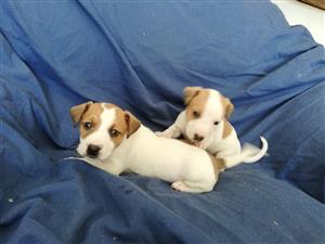Jack Russell pups