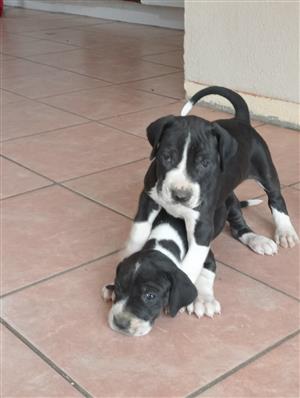 Pure bred great dane puppies for sale