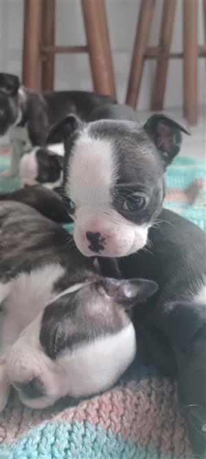 Boston terrier puppies hot sale for sale junkmail