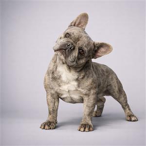 Phoenix - Frenchie Private Placement Collection