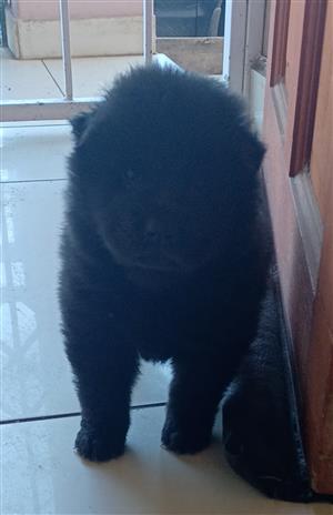 Chow pups for sale