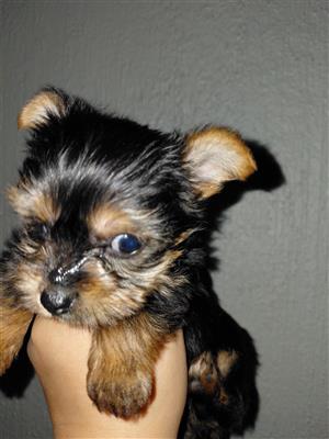 Yorkie girl