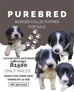 Border Collie Puppies