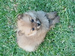 Male toypom puppies looking for their forever home