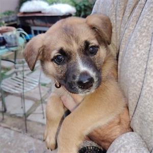 German shepherd cross Labrador female pup