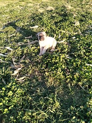 Anatolian Shepherd Puppies / Anatoliese Herdershondjies