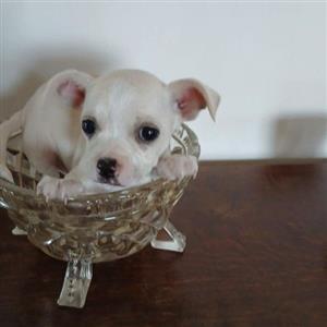 Boston Terrier x Chahauhau 