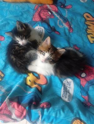 Beautiful Mainecoon kittens 