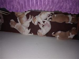 Beagle puppies 