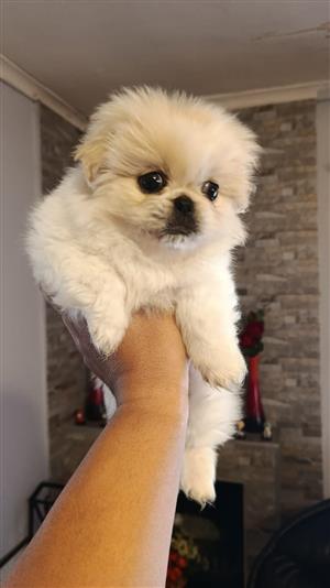 Beautiful white pekingese male for sale vaccinated and dewormed