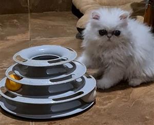 Purebred White Chinchilla Persian Kitten – Male – 9 Weeks Old.