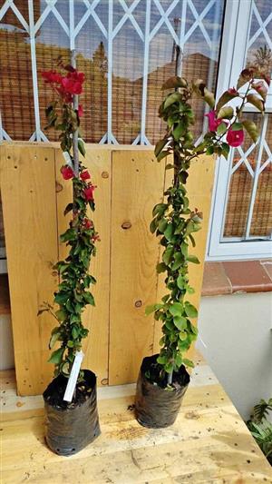 Madame Clara Butt Bougainvillea 