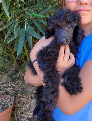 French Toy Poodle