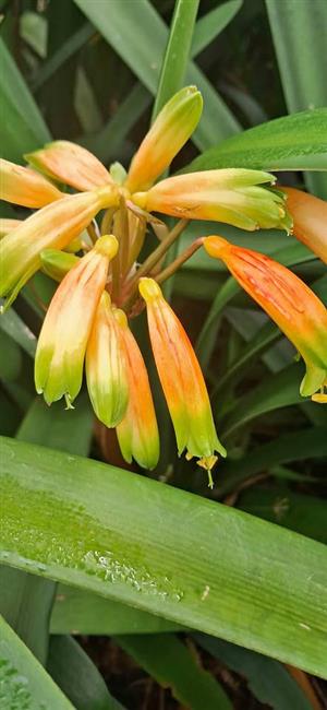 Clivia Gardenii seeds for sale