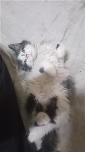 Fluffy kittenz