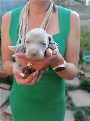 Pure Bred Weimaraner puppies 