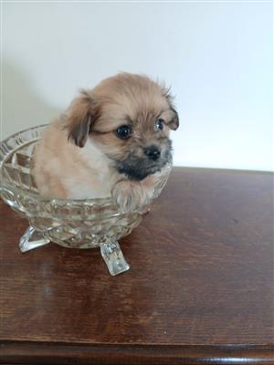 Adorable morkie girl available 