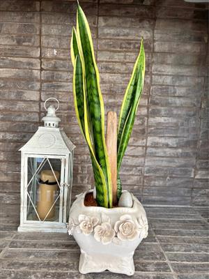 Variegated Mother in a Law plant in a beautiful pot