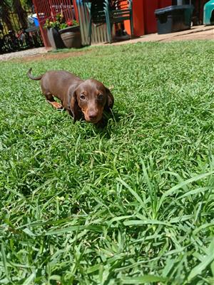Miniature dachshund