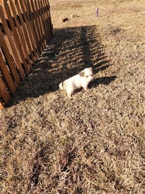 Maltese male puppies available 