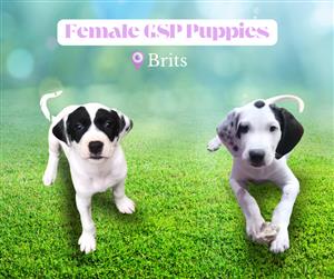 Female German Short Haired Pointer Pupies