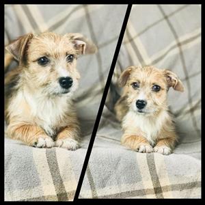 Morkie puppies