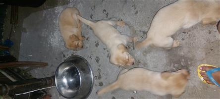 Labrador puppies born 15 Feb 2023 they will be vet checked and vaccinated and 