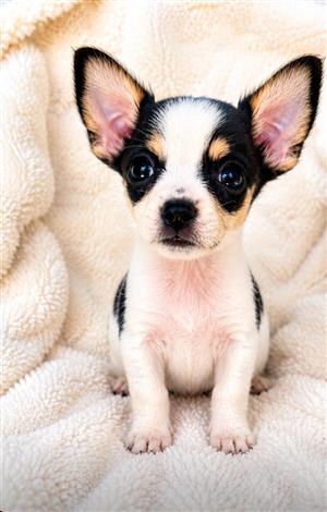 Teeny chihuahua puppies 