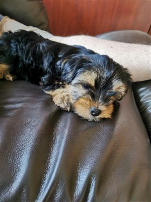 Yorkie Pups for sale