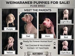 Weimaraner puppies