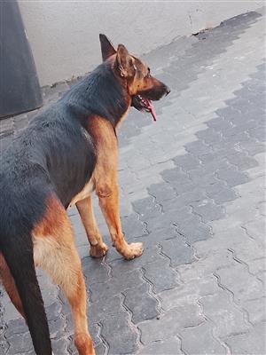 German shepherd puppies for sale 