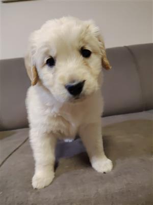 Beautiful Golden Retriever puppies available